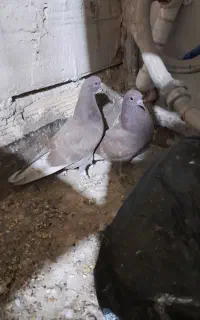 کبوتر گمشده