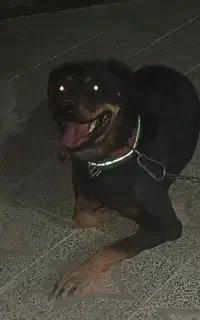 روت فایلر ماده