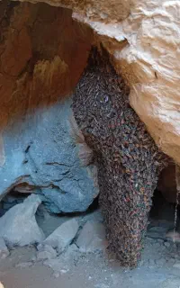 عسل کوهی بش