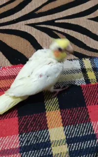 سلام فروش یک عدد عروس  سه ماهه  صحیح و سالم با تست