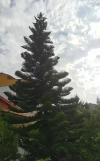 درخت کاج مطبق