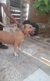 سگ ماده پتبول