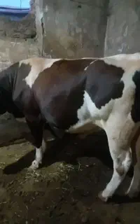 گوساله گوشتی سیمنتال