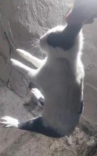 خرگوش ماده چاق