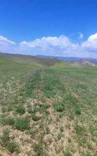راننده تراکتور