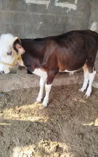گوساله نرسیمینتال