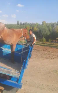 خریدوفروش اسب باری