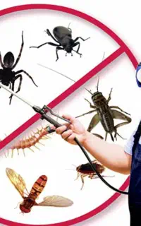 سمپاشی ساختمان سوسک ساس کک مایت کنه با مجوز رسمی