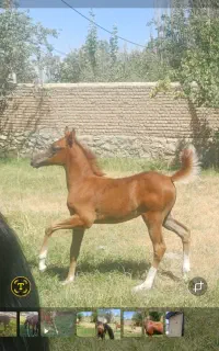 کره اسب عرب