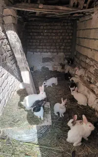 تعدادی خرگوش سالم و بازیگوش