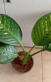 گل دیفن باخیا معاوضه