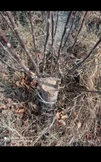 هرس حرفی وپیوند زنی