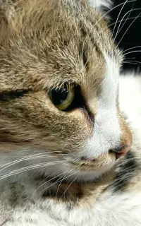 واگذاری گربه