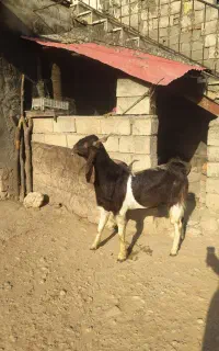 بز نر پاکستانی اصل
