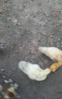 ادرک اسرائیلی مادر با ۱۰ تا جوجه