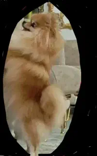 واگذاری ق ب و ل م ک ن م