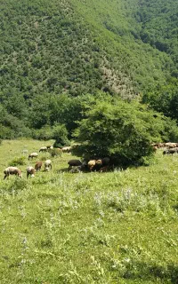 فروش چند راس بره نر