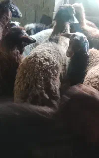 بره ها سالم