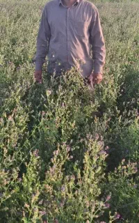 فروش بذر یونجه اصل همدان پا بلند