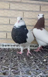جفت جوجه طوقی یه ماهه
