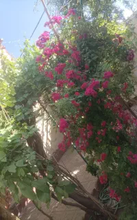 کاشت گل گلدان وباغ باغچه