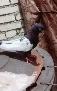 اهواز گلدشت