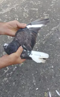 کبوتر  شازده سرخ