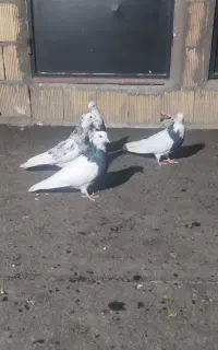 پرنده