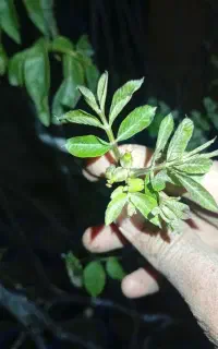 فروش انواع پاکتی