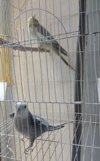 عروس هلندی جفت