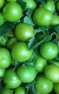 گوجه سبز