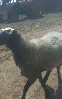 قوچ افشاری