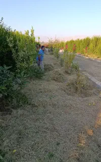 علف زنی و چمن زنی درخت زنی  قطع وهرس درخت مزاحم