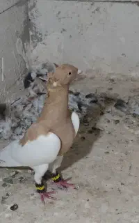 کبوتر