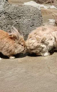 خرگوش پشمالو