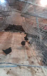 لوازم مرغداری