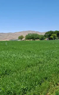 یونجه پر برگ ترچک بدون گیاه