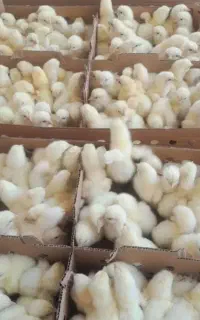 فروش ویژه جوجه گوشتی