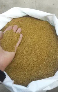 بذر یونجه درجه یک