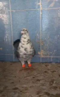 سوسکی‌سینه‌سفیدنر