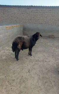سلام قوچ افشاری سرخ خوش استیل