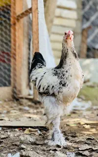 نیمچه خروس برهما