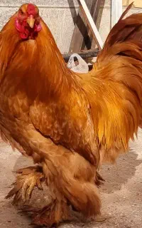 خروس برهما غول پیکر وارداتی