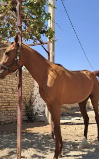 فروش مادیون دره شور