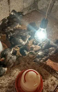 جوجه لاری سیاه