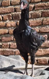 لاری مرغ