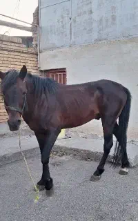اسب نریان