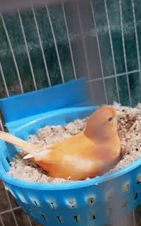 قناری رد فاکتور روی جوجه