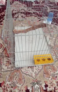 قفس