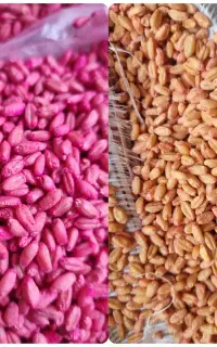 خرید گندم و جو ،ذرت عمده